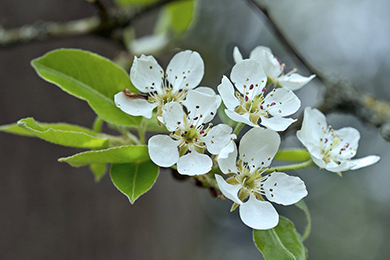 技術(shù)篇 |果樹(shù)秋季開(kāi)花的原因與預(yù)防